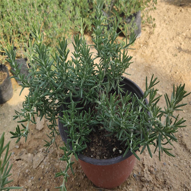 青州迷迭香植株粗壮 迷迭香一手货源 迷迭香生命力强 江瑞园艺