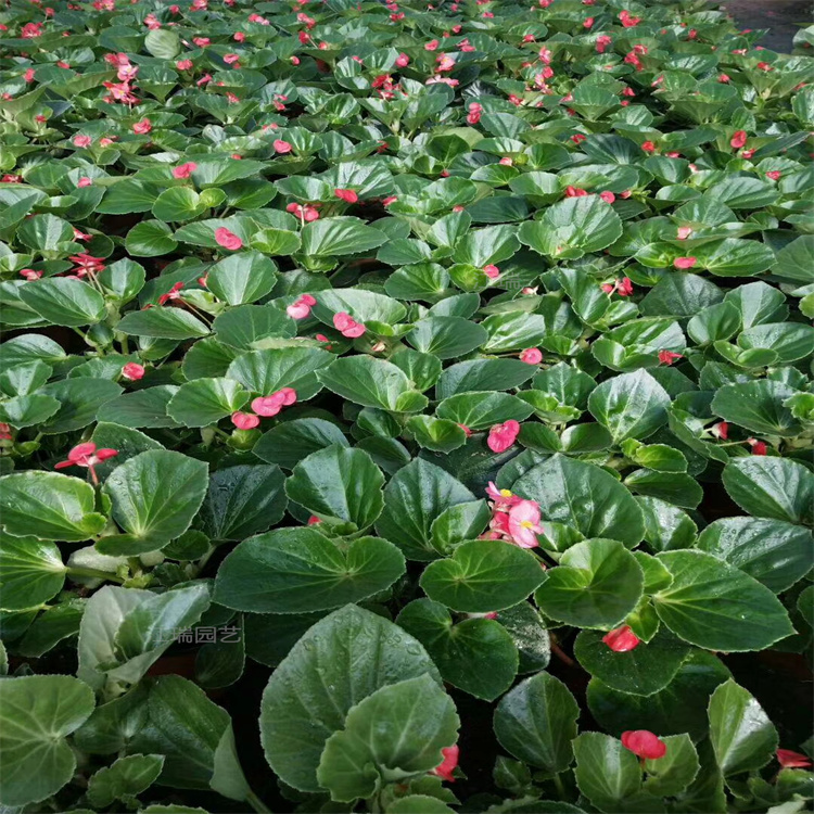 青州大花海棠农户直批 大花海棠种植地销售 植株粗壮 欢迎选购