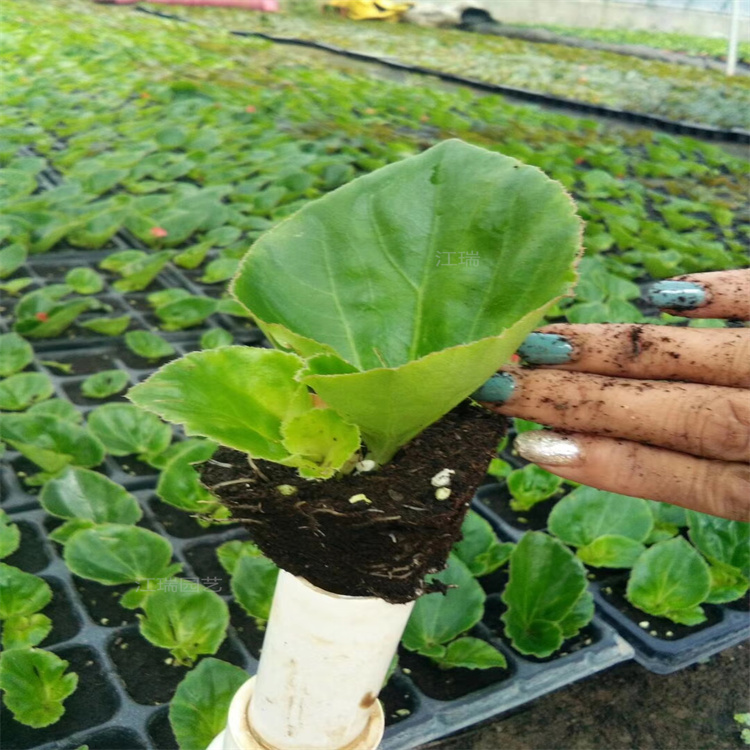 大花海棠绿叶 红叶都有 花坛种植花卉大花海棠 大花海棠容器苗
