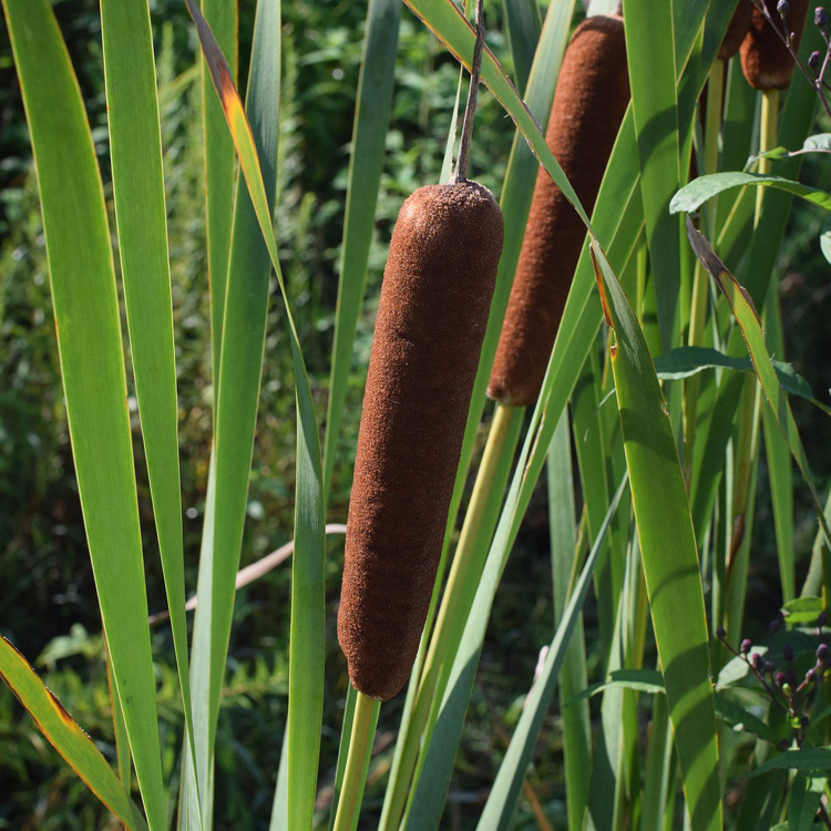 水生植物品种香蒲 香蒲种植基地 夏杰花卉