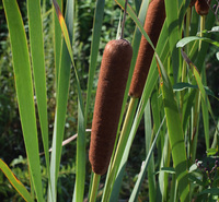 水生植物品种香蒲 香蒲种植基地 夏杰花卉