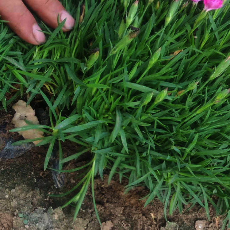 花期长的花卉品种欧石竹  基地批发欧石竹  欧石竹价格  夏杰花卉