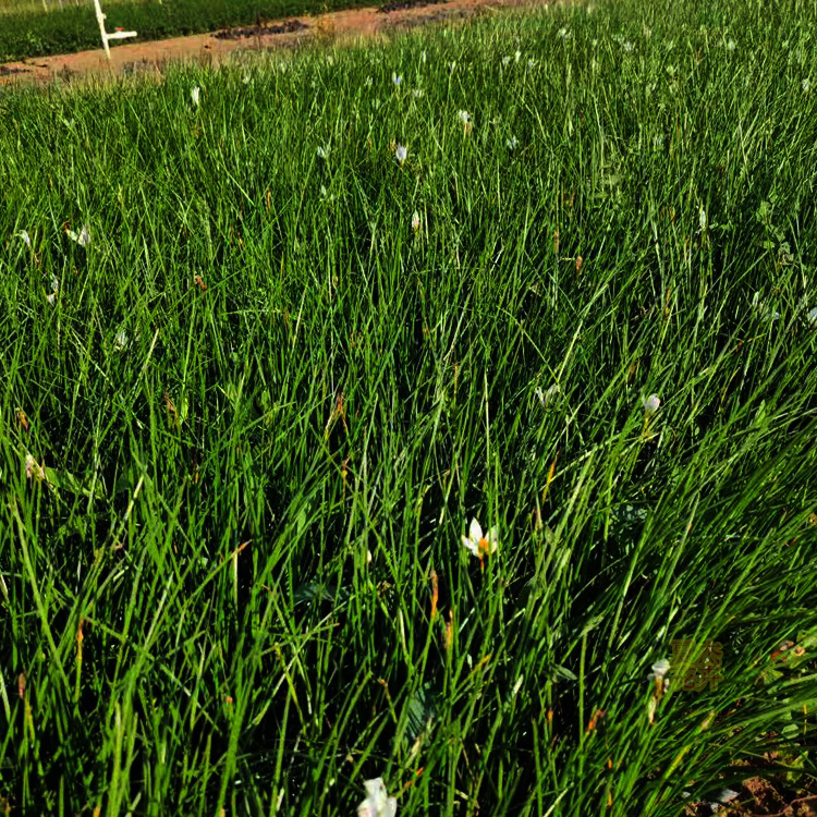 葱兰批发价格 葱兰种植基地 葱兰种球批发 夏杰花卉