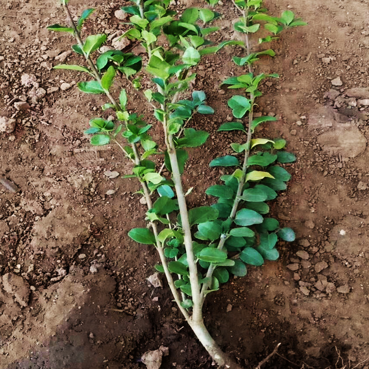 水蜡小苗批发价格 水蜡供货商 水蜡种植基地 夏杰花卉