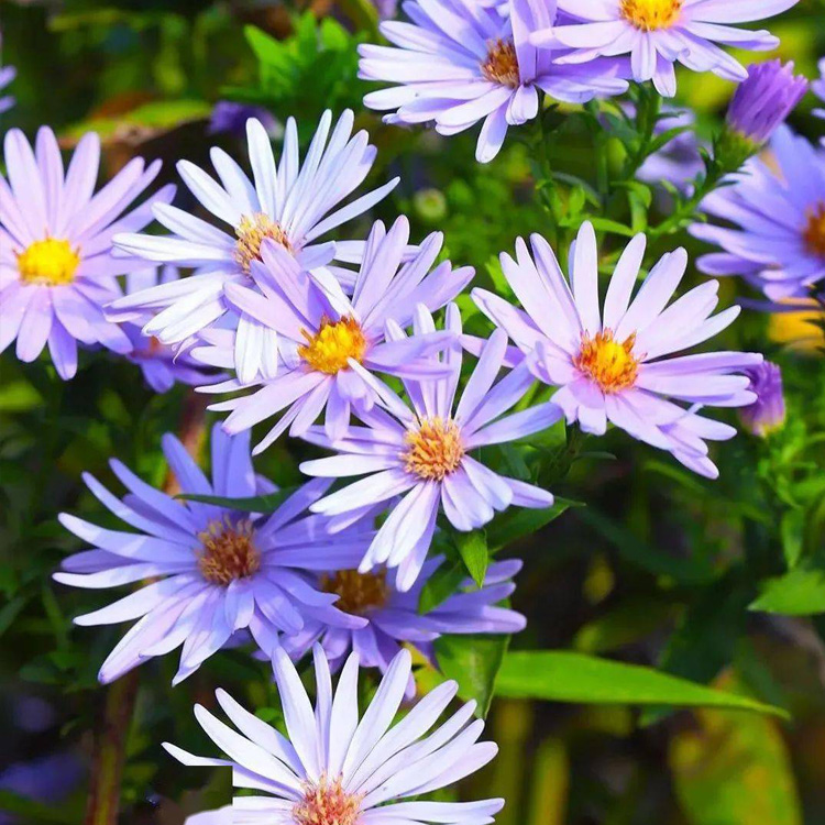 山东紫菀花苗基地 紫菀批发出售 紫菀价格 夏杰花卉