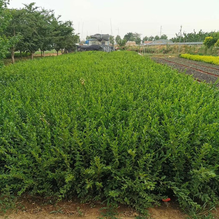 绿叶水蜡批发 金叶水蜡批发 紫叶水蜡批发 水蜡基地 夏杰花卉