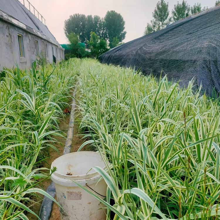 盆栽花叶芦竹批发 青州花叶芦竹种植基地 花叶芦竹供货商 夏杰花卉