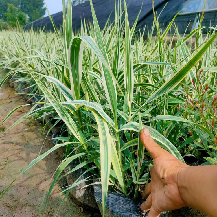 绿化用花叶芦竹  花叶芦竹价格 花叶芦竹出售 夏杰花卉