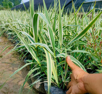绿化用花叶芦竹  花叶芦竹价格 花叶芦竹出售 夏杰花卉
