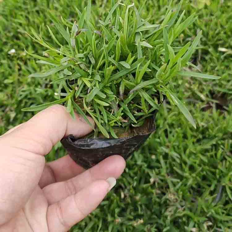 “开花草坪”  观赏欧石竹盆栽  耐寒、耐旱、耐热