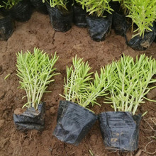 青州佛甲草基地   金叶佛甲草  移栽成活概率高