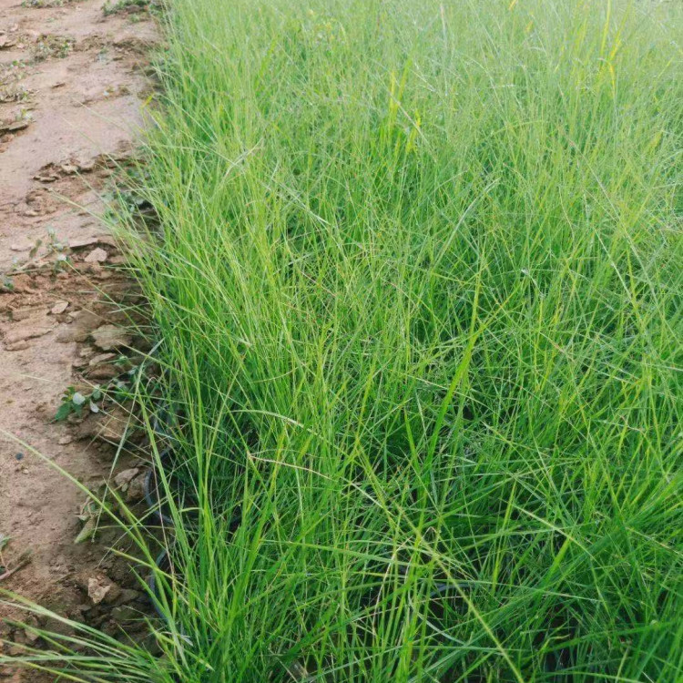 网红粉色花海   粉黛乱子草小苗   多年生暖季型草本