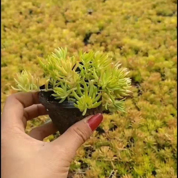 基地大量供应佛甲草   佛甲草出售报价  移栽成活概率高