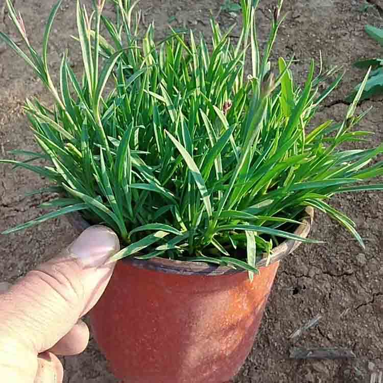 来电报价  欧石竹穴盘苗批发  植株低矮，适合花海打造