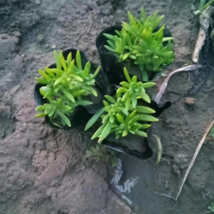 青州佛甲草基地   金叶佛甲草价格  耐寒抗旱