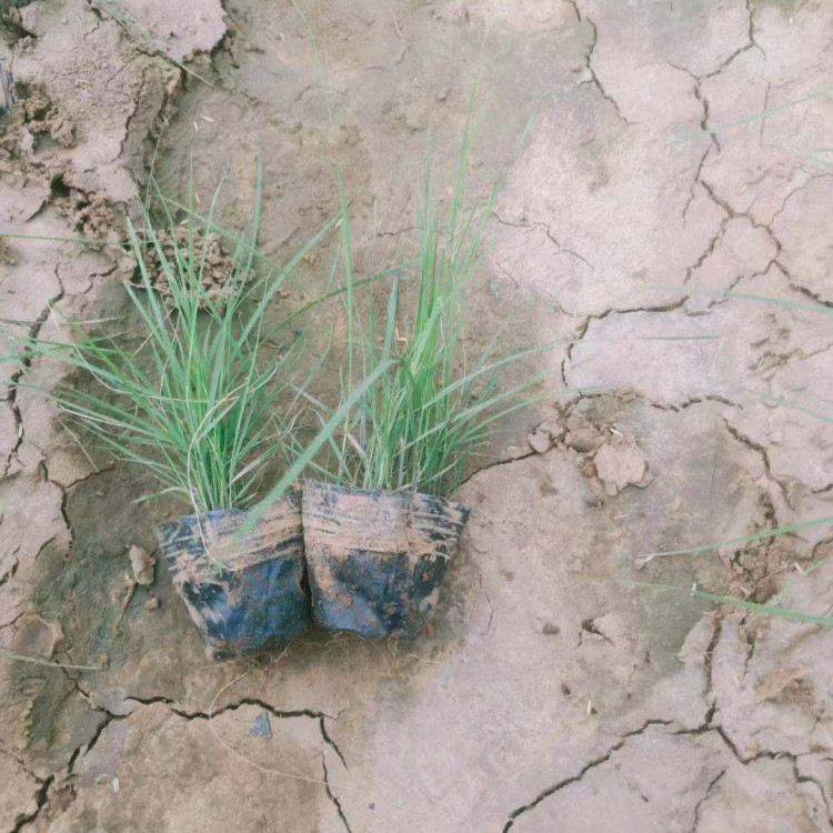 基地供应粉黛乱子草   粉黛乱子草批发   适应能力强