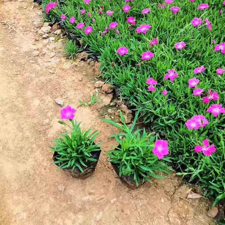 来电报价  欧石竹批发商  叶片柔韧、整洁好打理