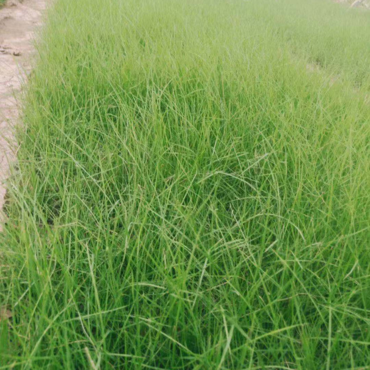 基地供应粉黛乱子草   粉黛乱子草种植基地   耐水湿、耐干旱、耐盐碱