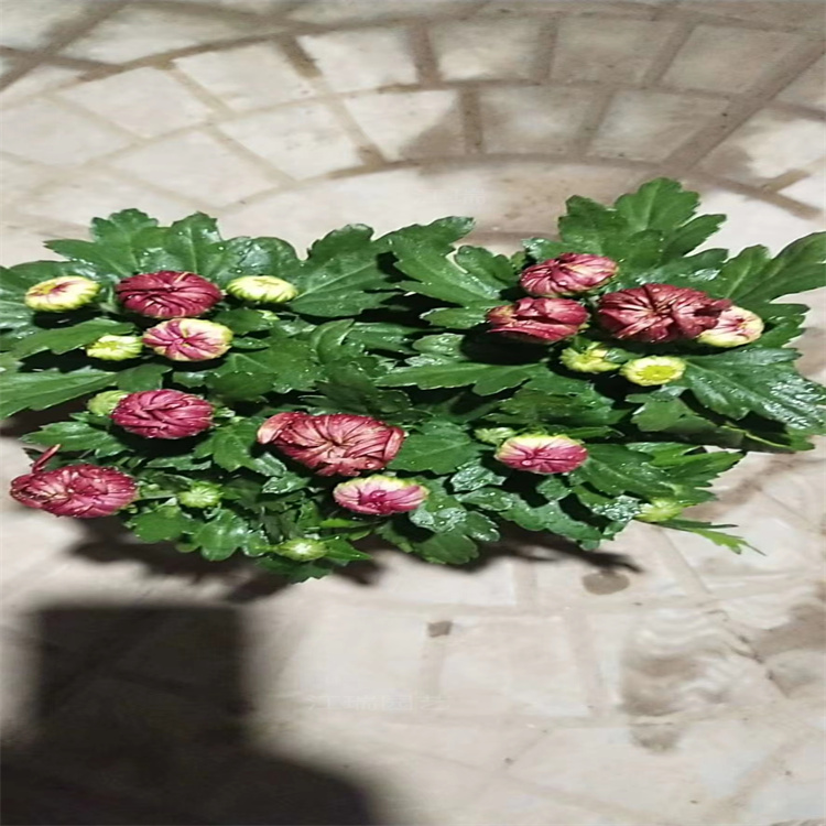 造型菊花繁育基地 各种菊花供应基地 菊花一手货源无中介 江瑞园艺