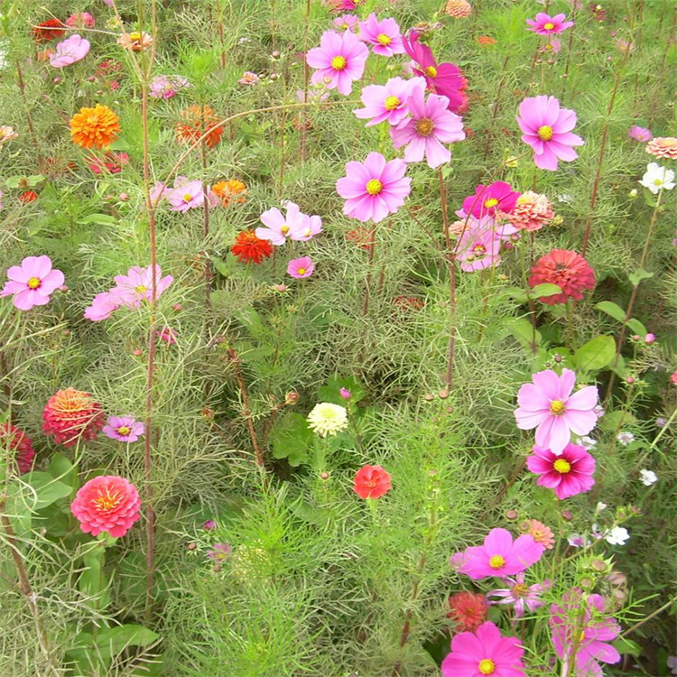 山东格桑花种子批发 波斯菊杯苗成活高 波斯菊多色系 江瑞园艺