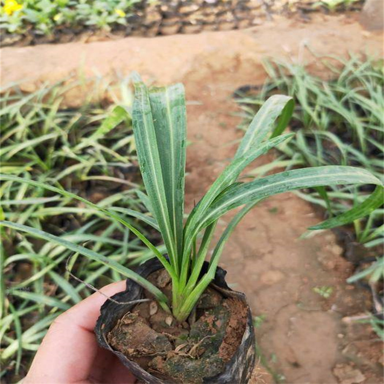 青州蛇鞭菊杯苗现货 蛇鞭菊花期长 蛇鞭菊沿路栽植 江瑞