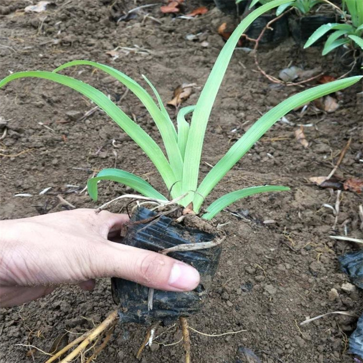 青州金娃娃萱草繁育基地 金娃娃萱草花色优美 金娃娃萱草一手货源 无中介