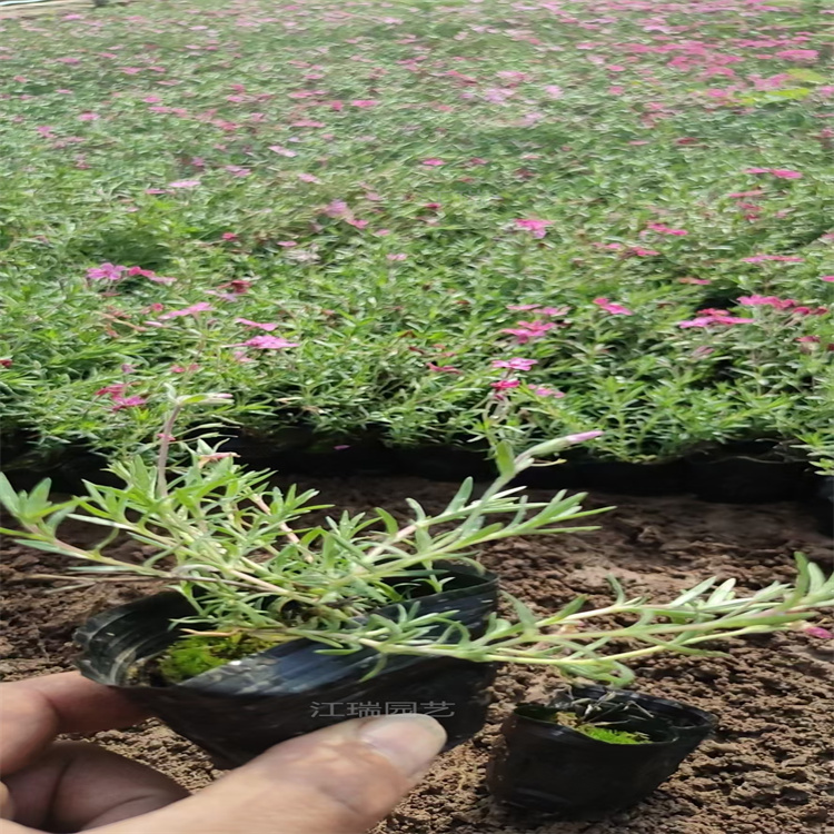 青州丛生福禄考种子培育 福禄考杯苗成活高 芝樱花原产地 江瑞
