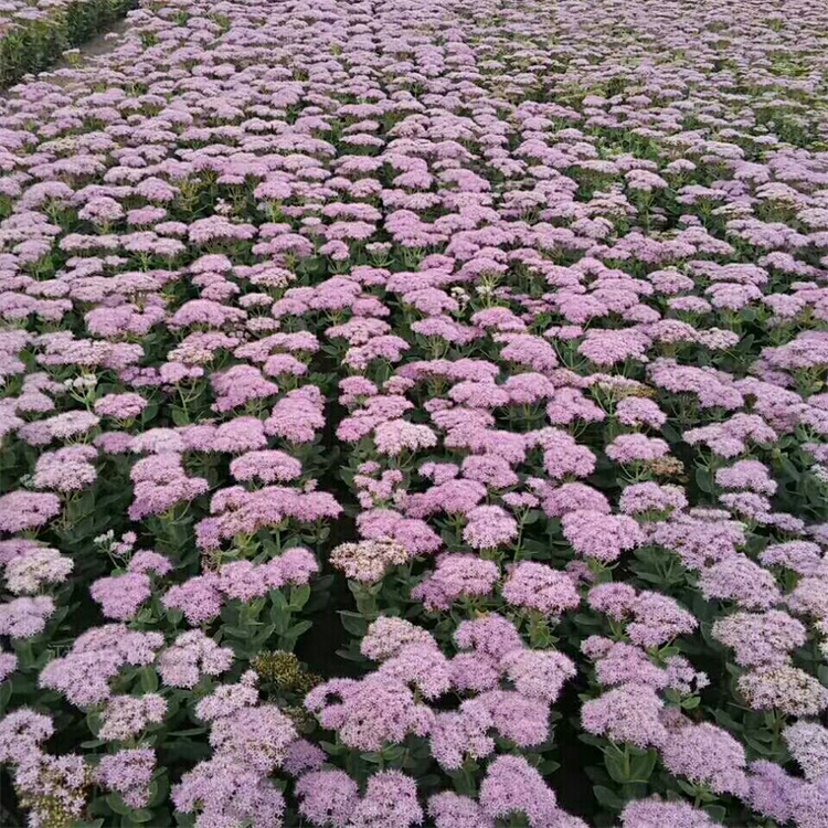 江瑞园艺八宝景天营养杯苗基地 成活高 八宝景天适应能力强 广泛种植