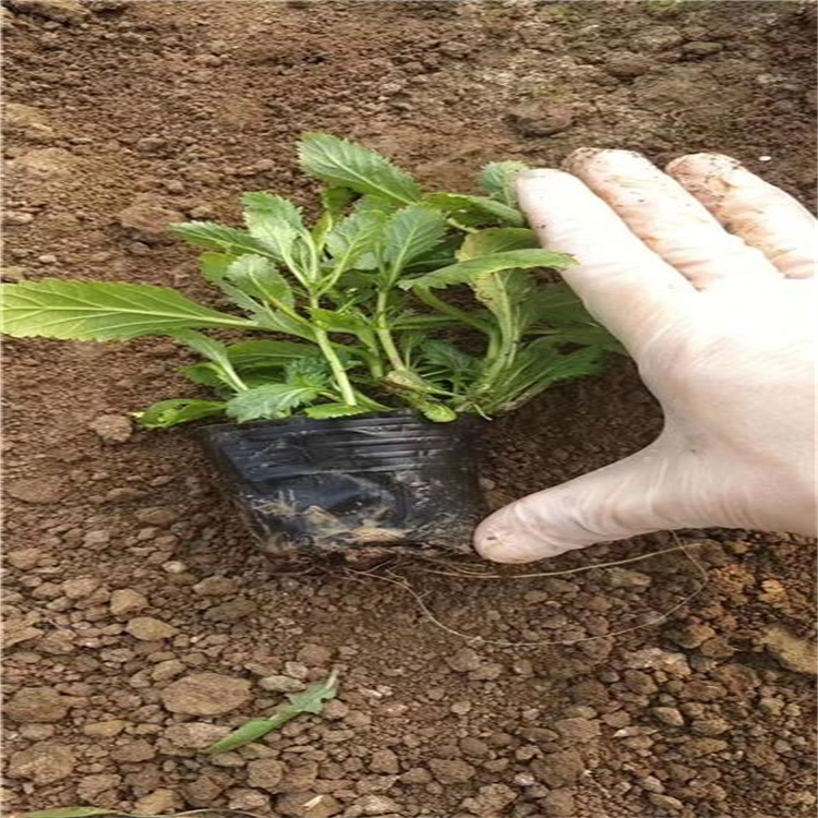 青州马鞭草种子繁育基地 马鞭草花海系列花卉  柳叶马鞭草容器苗成活高 江瑞