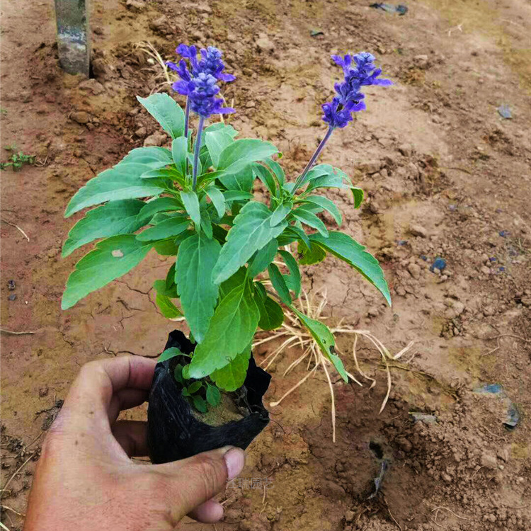 鼠尾草基地报价 江瑞蓝花鼠尾草价格优惠 现货上车价 欢迎实地考察