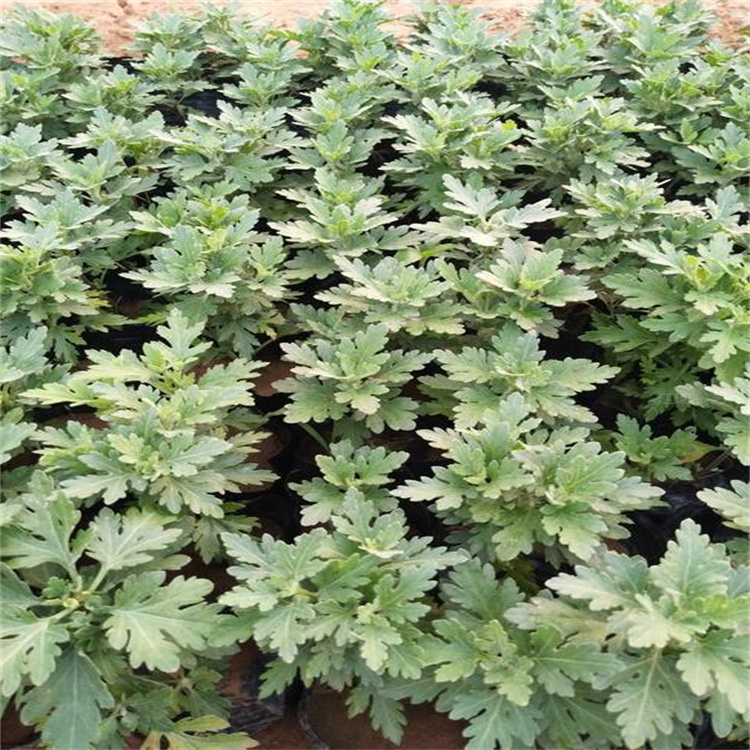青州国庆菊花色齐全 国庆菊组摆花卉容器苗 国庆菊植株粗壮 江瑞