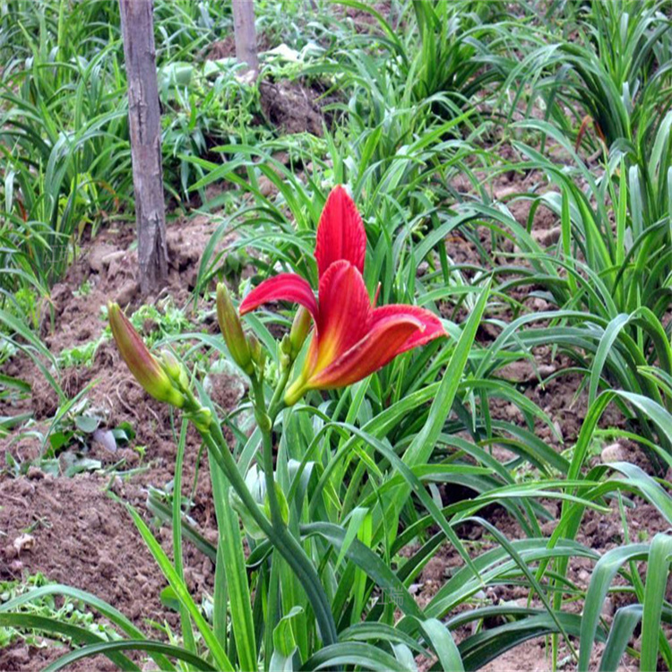 山东红运萱草营养杯苗成活高 鸿运萱草基地花色美丽 欢迎致电咨询江瑞园艺