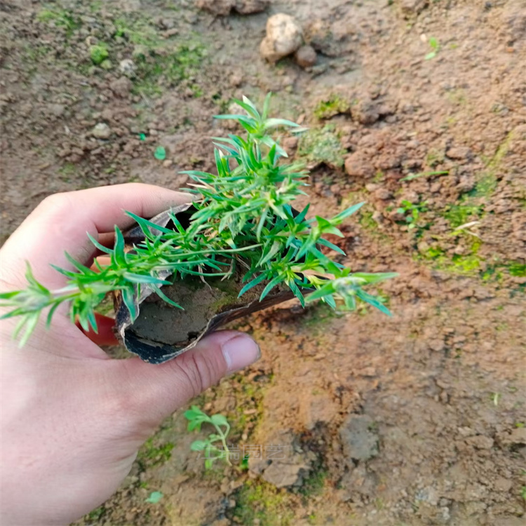 青州芝樱杯苗基地 芝樱花一手货源 无中介 芝樱花海繁育基地 江瑞