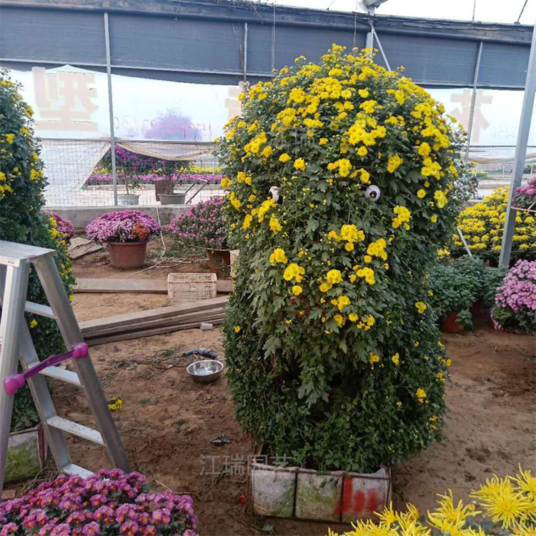 山东大菊花盆栽花卉 造型花卉菊花基地 菊花品种齐全 欢迎选购