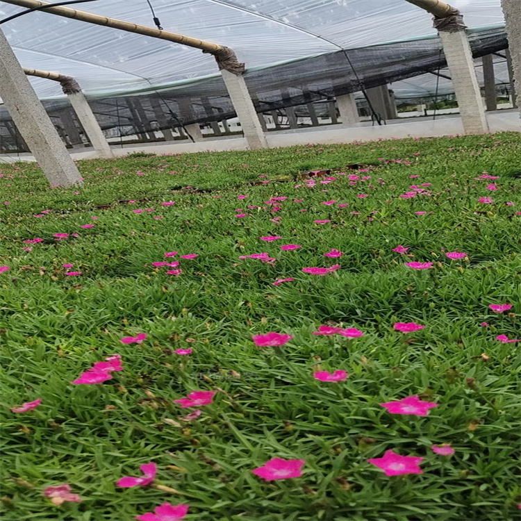 江瑞园艺自家种植欧石竹 双色盆欧石竹批发 无中介 欢迎选购