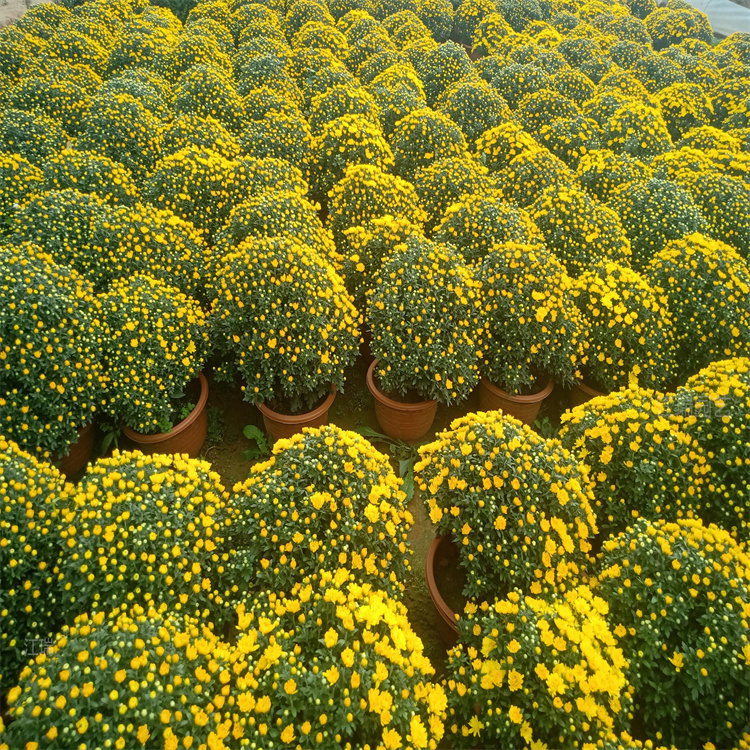 山东国庆菊花坛种植 国庆菊容器苗 国庆菊花繁色艳 成活高 江瑞