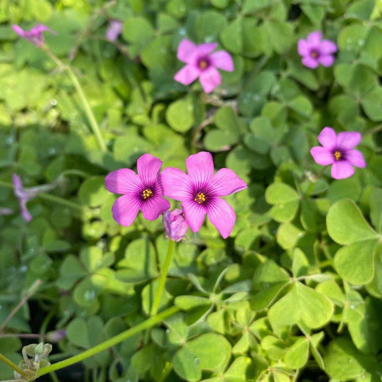 红花酢浆草小苗 小涵红花酢浆草价格 红花酢浆草供应