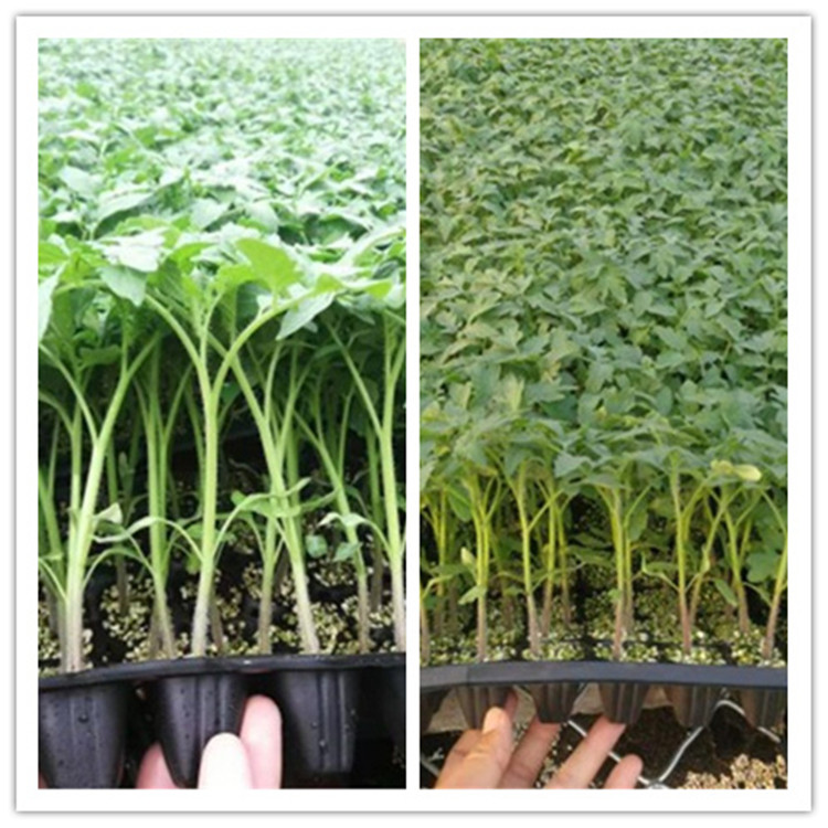 西红柿种苗 潍坊农业种植西红柿种苗 大量发货