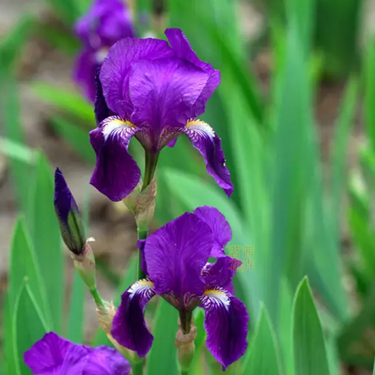 花菖蒲批发 花菖蒲价格  花菖蒲种植基地 