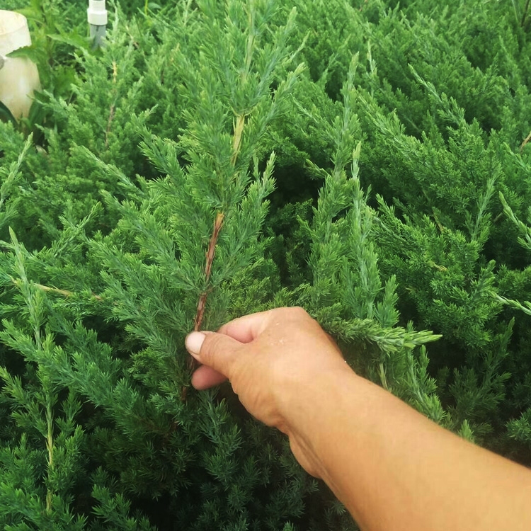 铺地常绿植物铺地柏 铺地柏小苗出售 铺地柏价格 