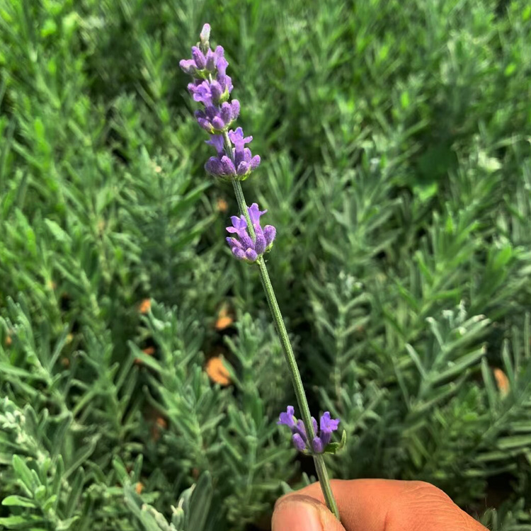 宿根花卉薰衣草  盆栽薰衣草种植基地 薰衣草批发价格 夏杰花卉
