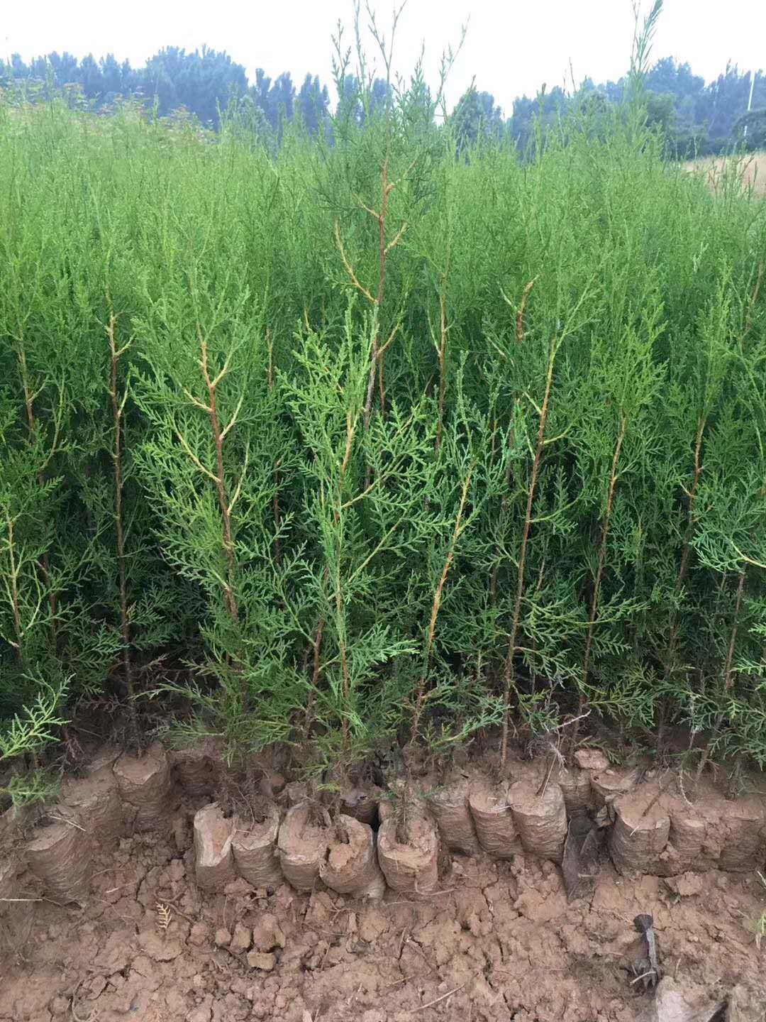 侧柏绿篱价格  侧柏小苗批发 侧柏种植基地 