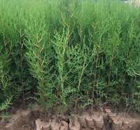 侧柏绿篱价格  侧柏小苗批发 侧柏种植基地 