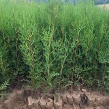 侧柏绿篱价格  侧柏小苗批发 侧柏种植基地 