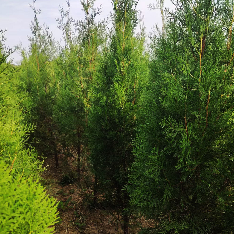 山东侧柏小苗价格 侧柏供货商 夏杰花卉