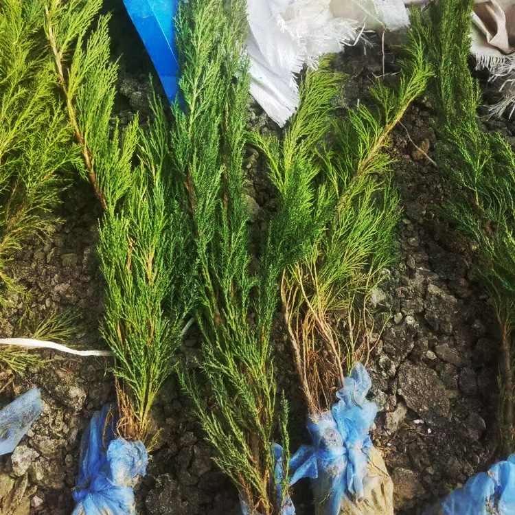 沙地柏绿篱出售 盆栽沙地柏小苗批发 沙地柏种植基地 