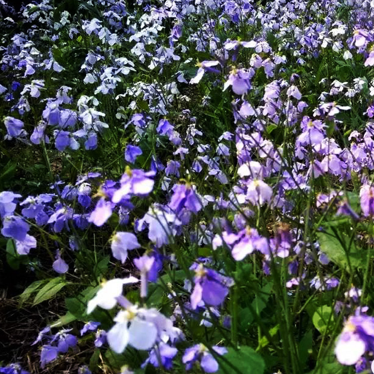 春天开花草花二月兰 耐阴植物二月兰 二月兰种植基地 