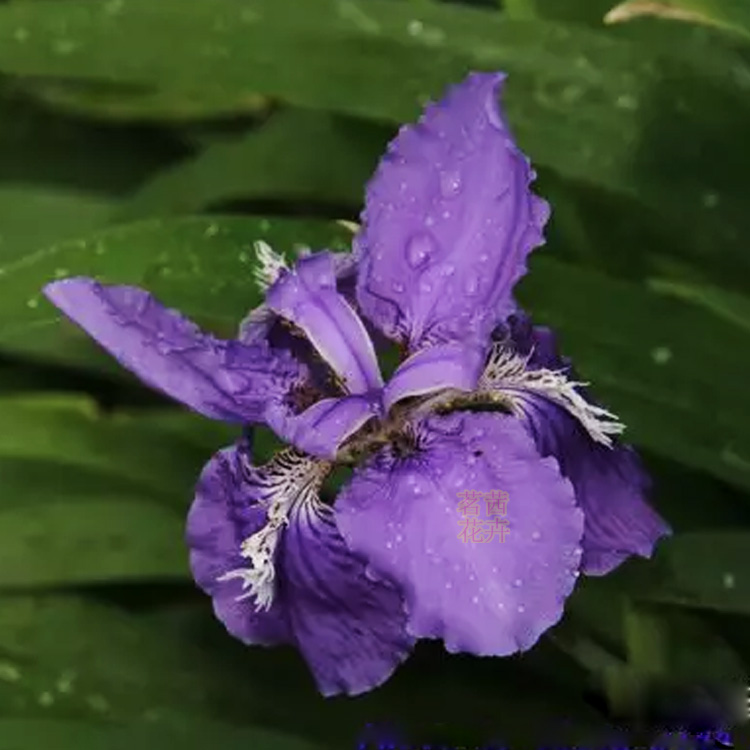 水生植物花菖蒲批发 花菖蒲种植厂家 花菖蒲报价 夏杰花卉