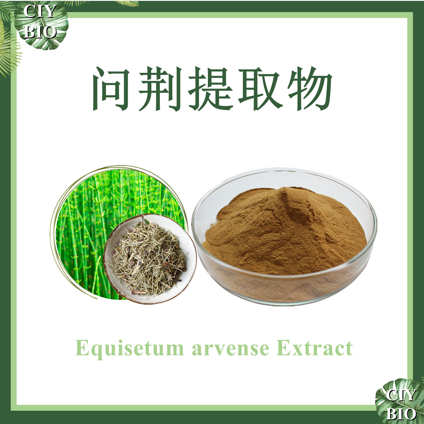 问荆提取物 10:1 马草提取物【SC厂家】问荆浓缩粉