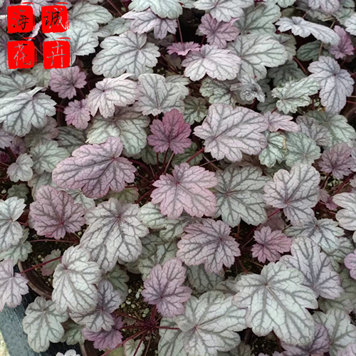 矾根花坛 矾根批发  绿化苗木花卉肾形草